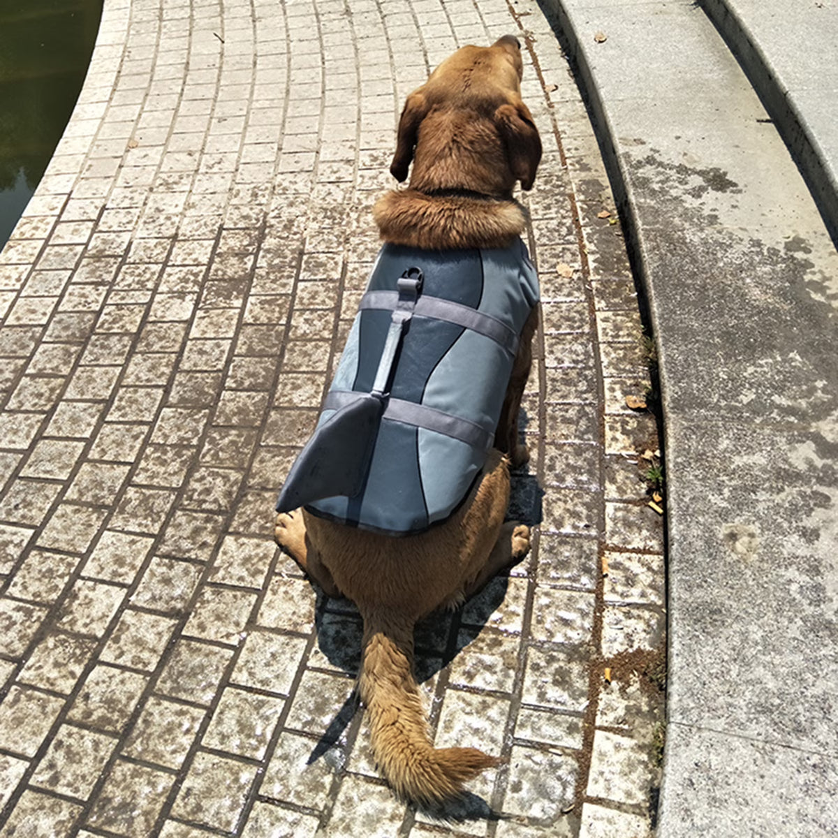 Dog Pet Shark Swimsuit Vest Safety Wear C796