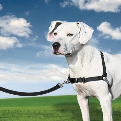 Black Medium Harness W919995
