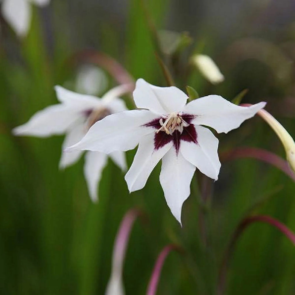 Peacock Orchid Bulbs, 20 Bulbs C527934
