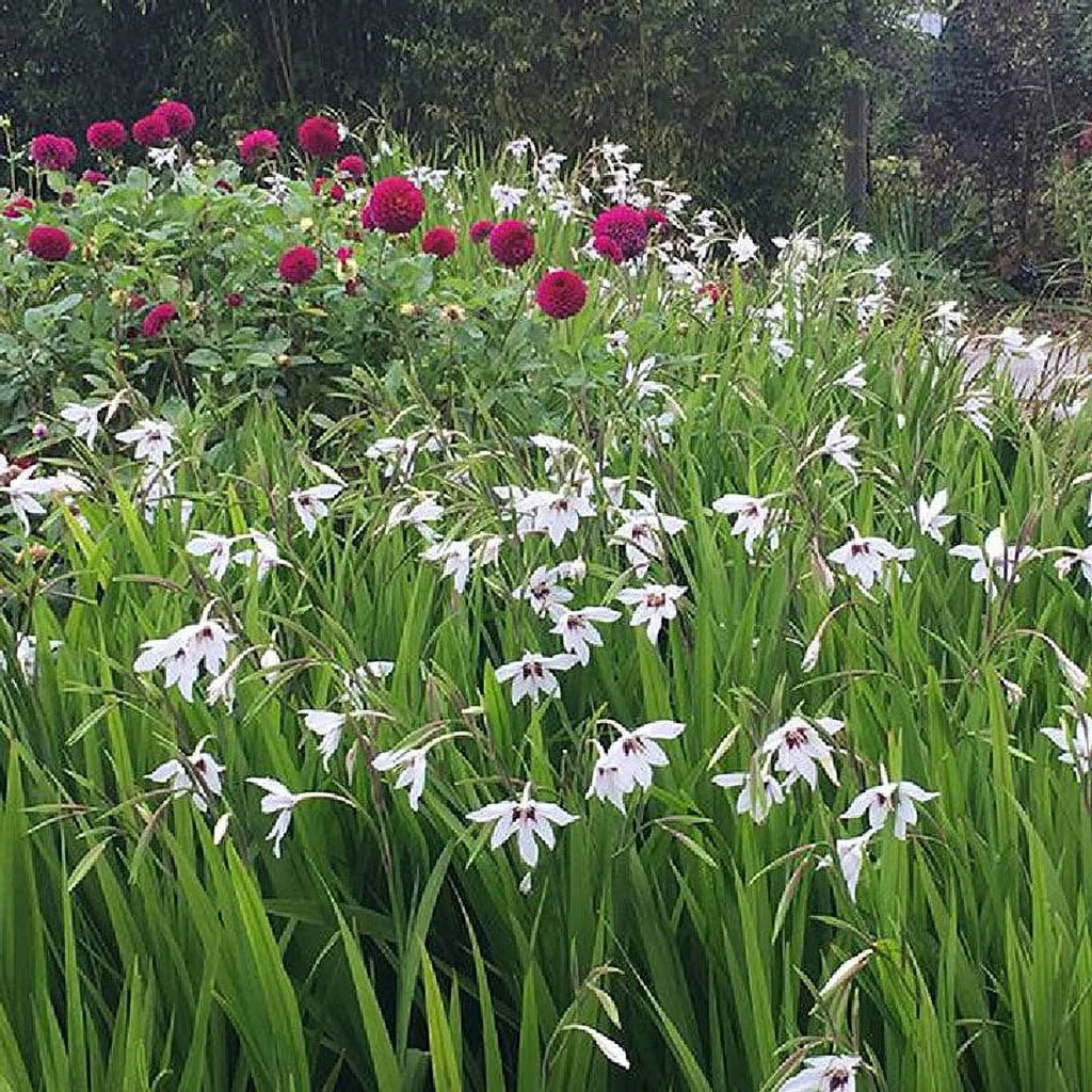 Peacock Orchid Bulbs, 20 Bulbs C527934
