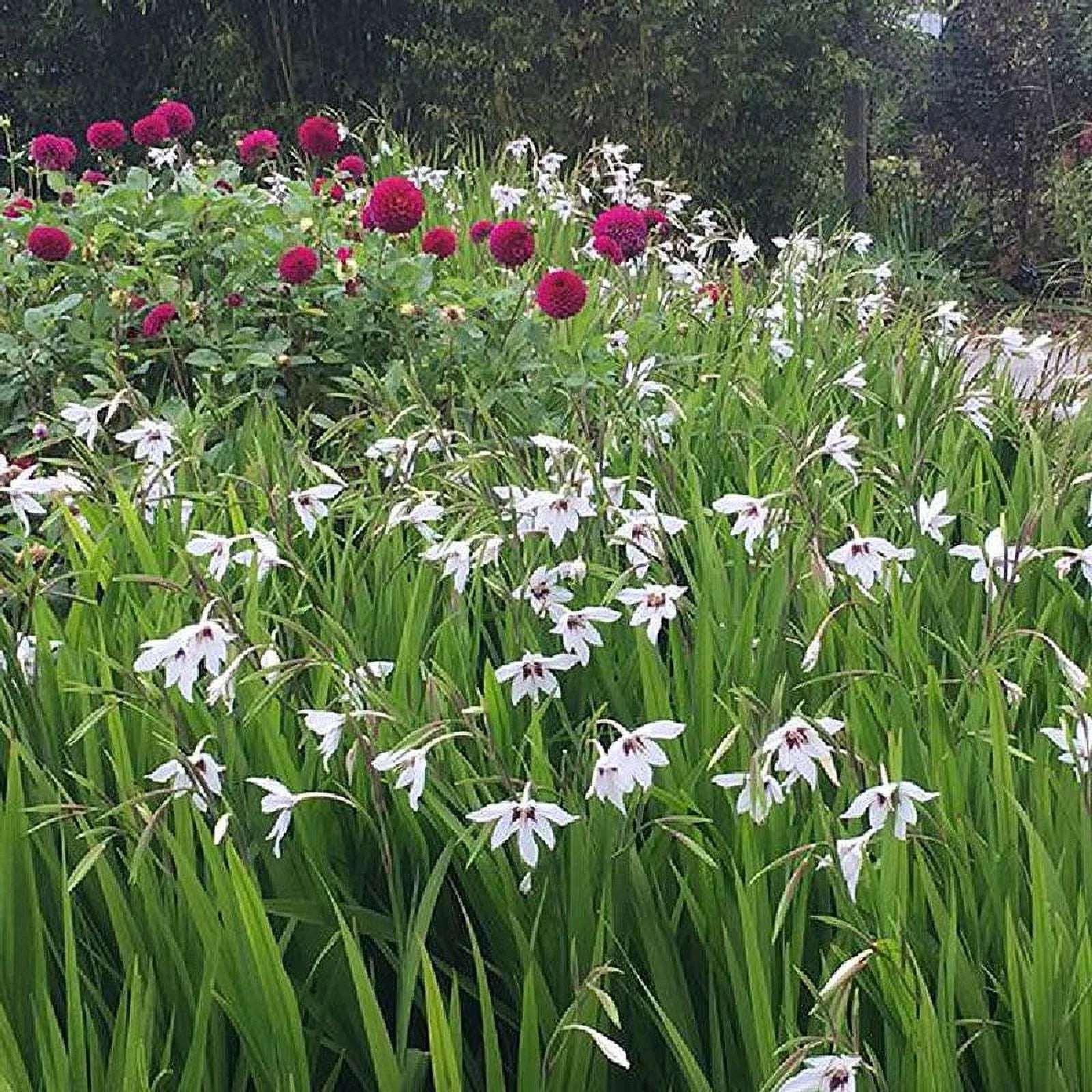 Peacock Orchid Bulbs, 20 Bulbs C527934