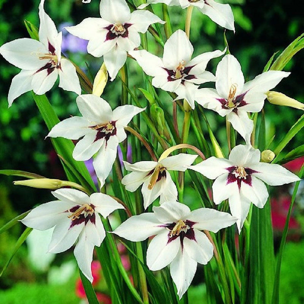 Peacock Orchid Bulbs, 20 Bulbs C527934