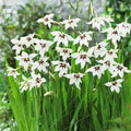 Peacock Orchid Bulbs, 20 Bulbs C527934